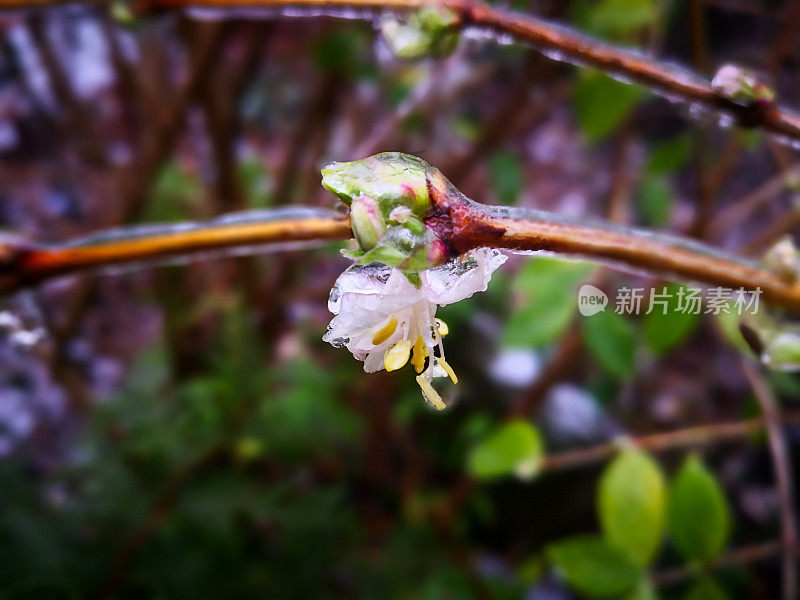 冬金银花(Lonicera fragrantissima，香金银花，一月茉莉花)的白色花朵，在冬季雨(冻雨)后突然速冻后，被透明的冰覆盖(包裹)。脆弱的花在冰柱内